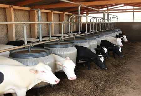 The Role of Livestock Manure Fermentation Systems in Advancing Sustainable Waste Management in APAC